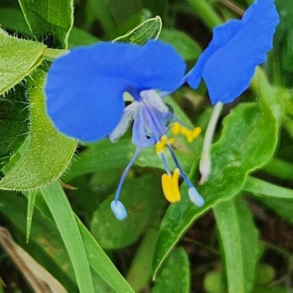 Commelina imberbis Flor