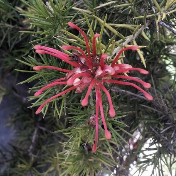 Grevillea rosmarinifolia Цветок