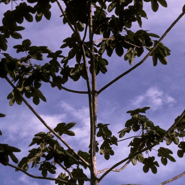 Cecropia obtusa Casca