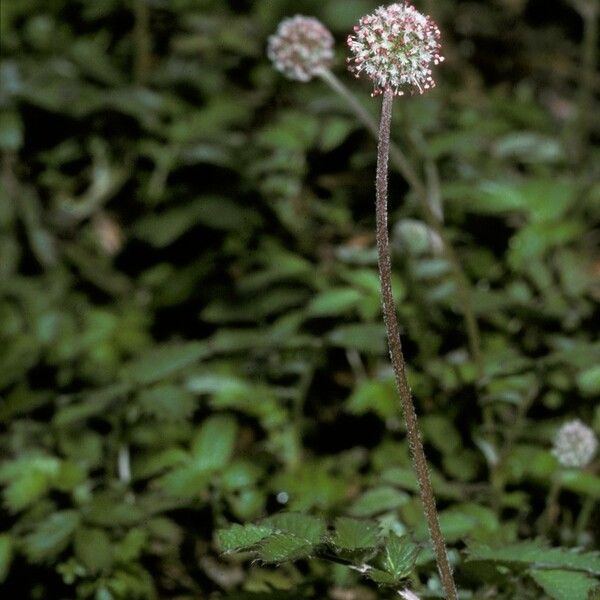 Acaena magellanica Flor