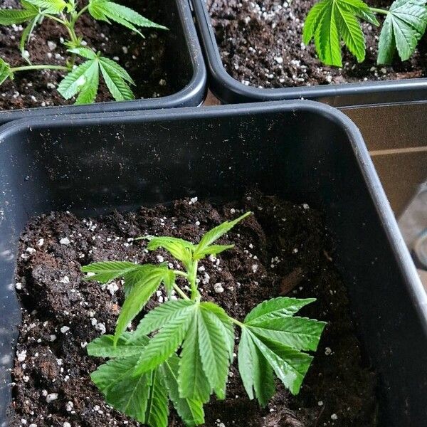 Cannabis sativa Lapas