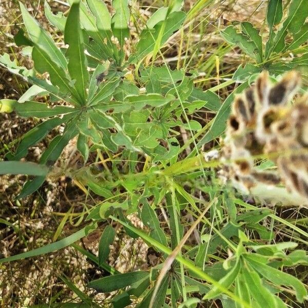 Lupinus polyphyllus Blatt