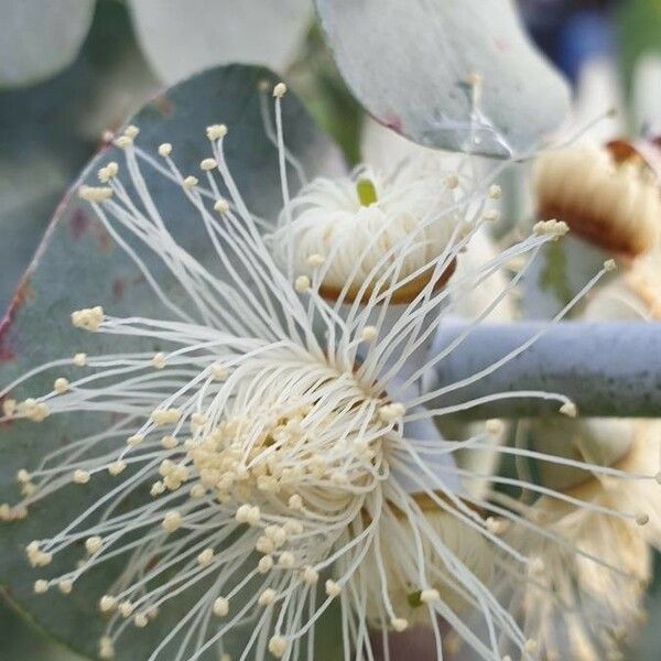 Eucalyptus gunnii Flors