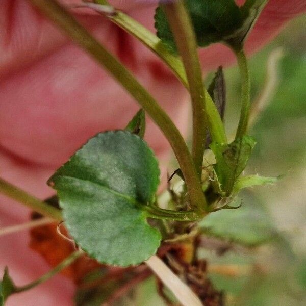 Viola riviniana Blad