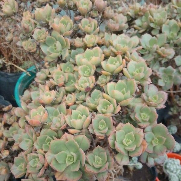 Aeonium valverdense 叶