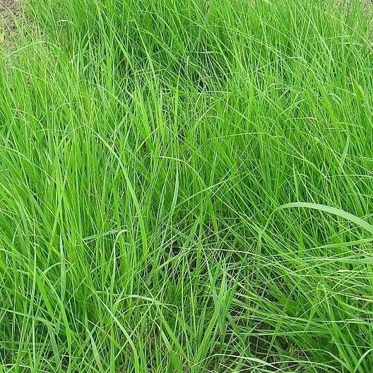 Achnatherum calamagrostis পাতা