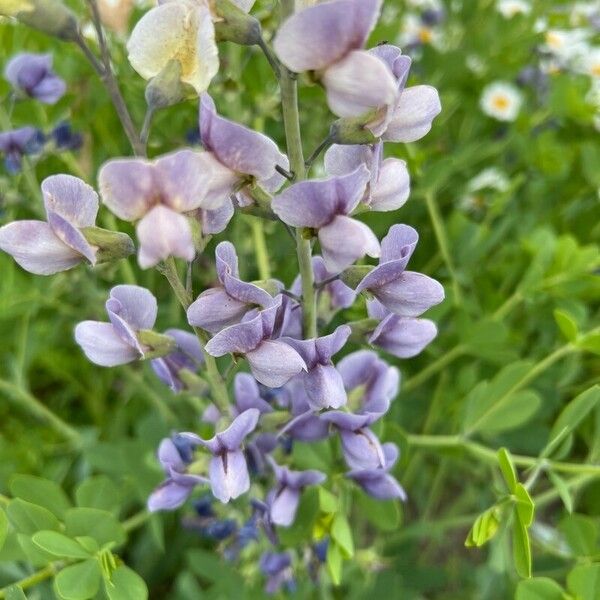 Baptisia australis Flower