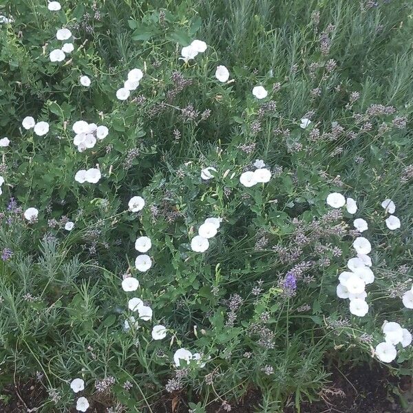 Convolvulus arvensis 花