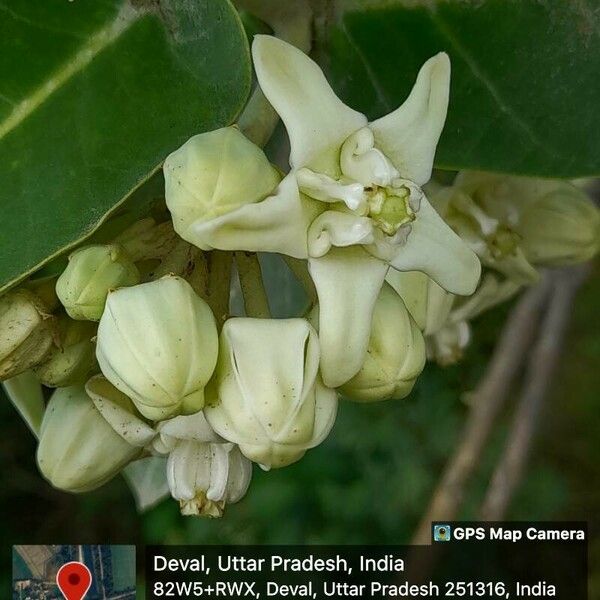 Calotropis gigantea Fiore