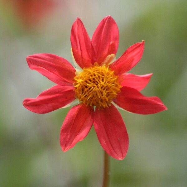 Dahlia coccinea Floare