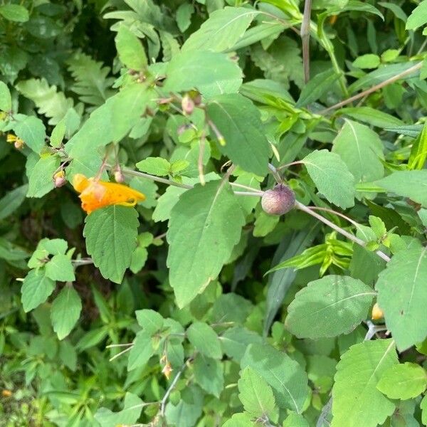 Impatiens capensis फूल