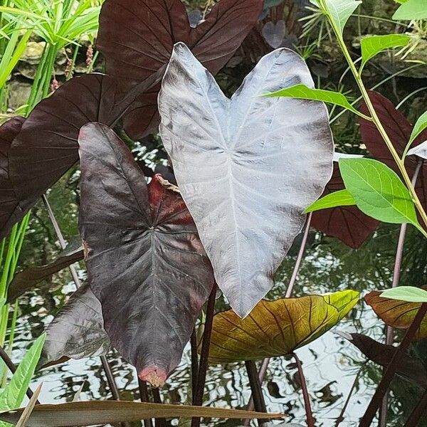 Colocasia esculenta 葉