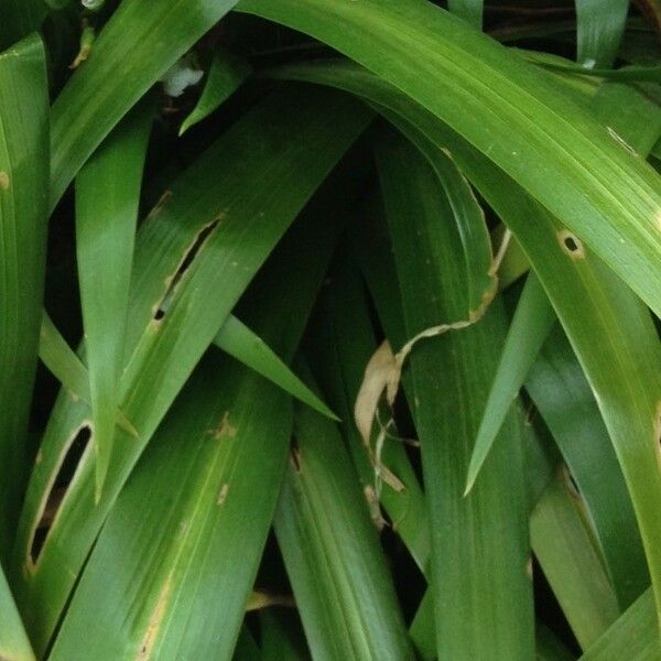 Iris japonica Leaf