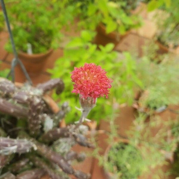 Kleinia pendula Flower