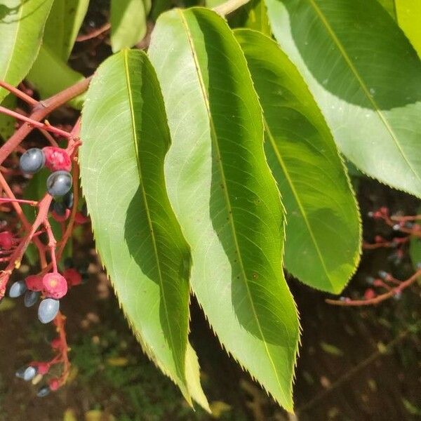 Ouratea castaneifolia Leaf