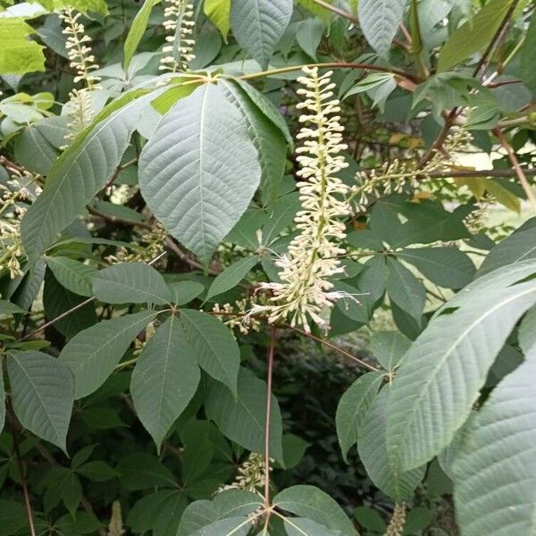 Aesculus parviflora ফুল