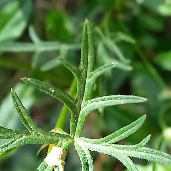 Geranium columbinum Blad