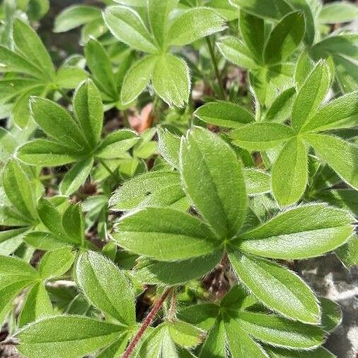 Potentilla caulescens برگ