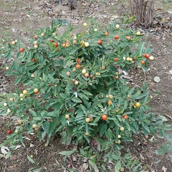 Solanum pseudocapsicum Owoc