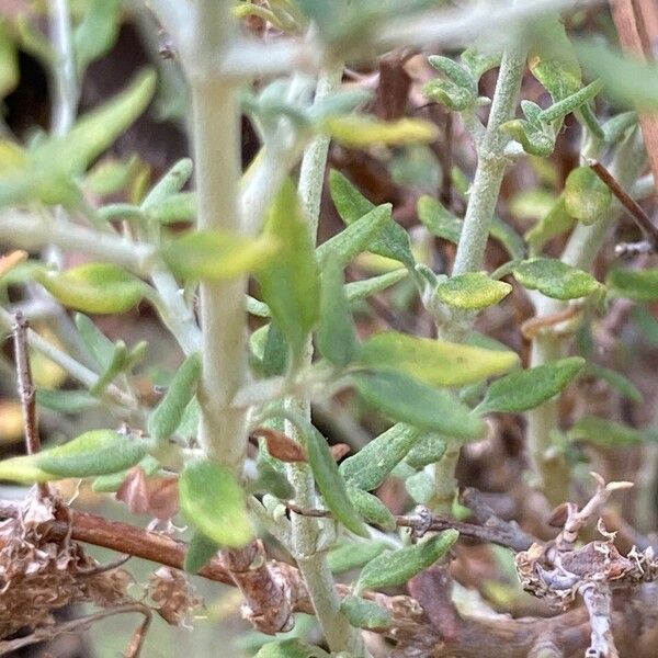 Teucrium marum Blatt