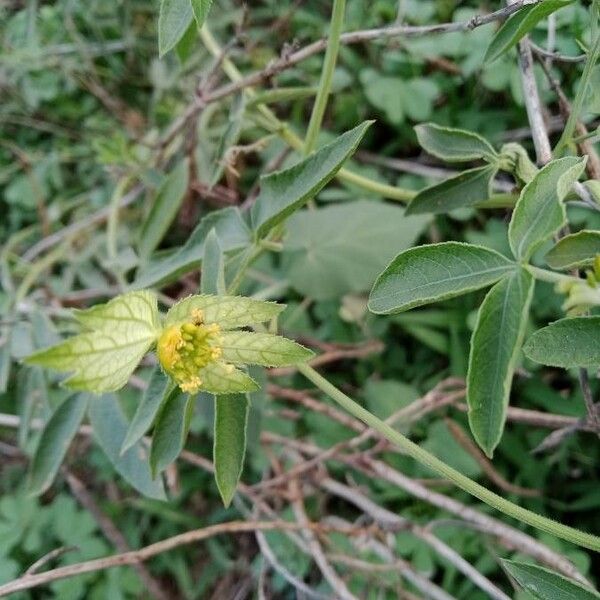 Dalechampia scandens 花