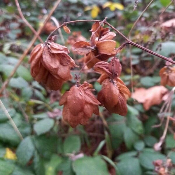 Humulus lupulus Flower