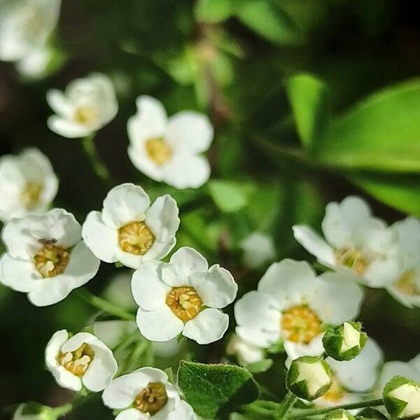 Spiraea hypericifolia Blad