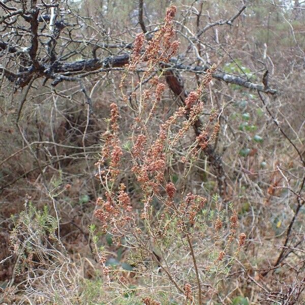 Erica scoparia Natur