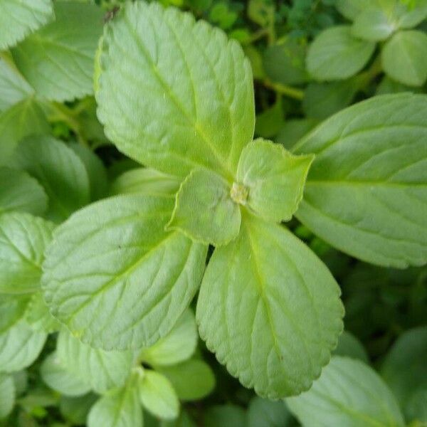 Plectranthus ornatus 葉