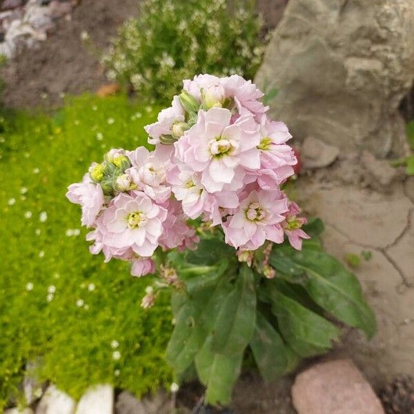 Matthiola incana Flower