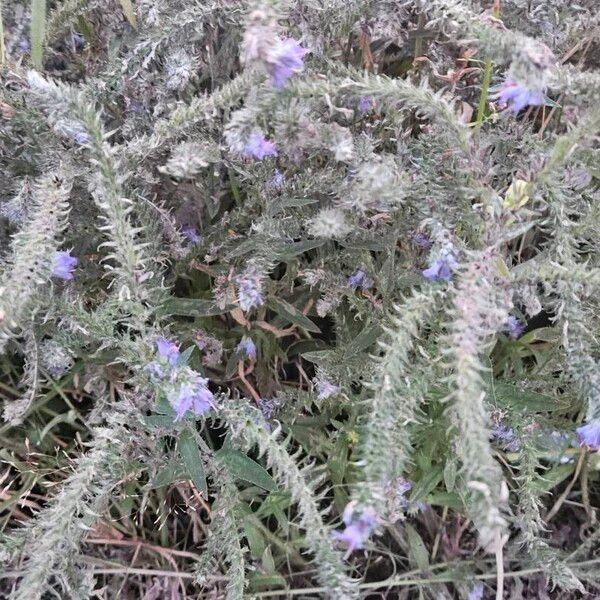 Echium vulgare 整株植物