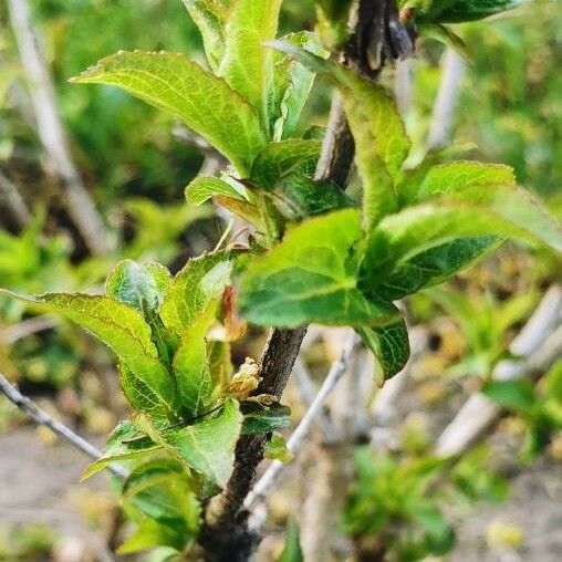 Weigela florida Blomma