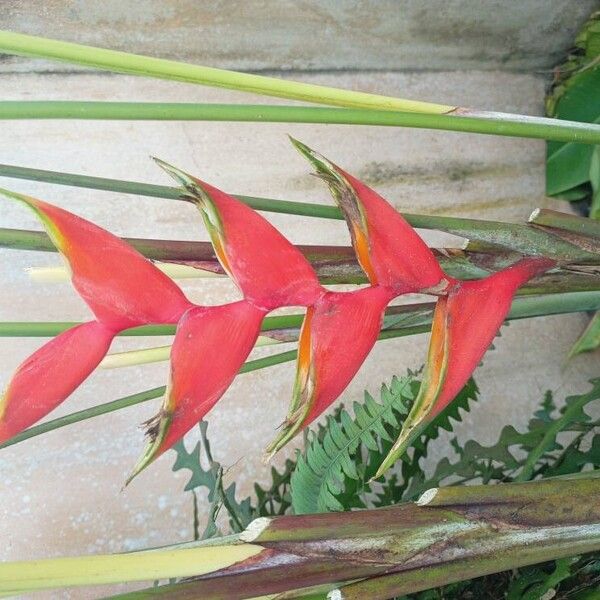 Heliconia stricta 花