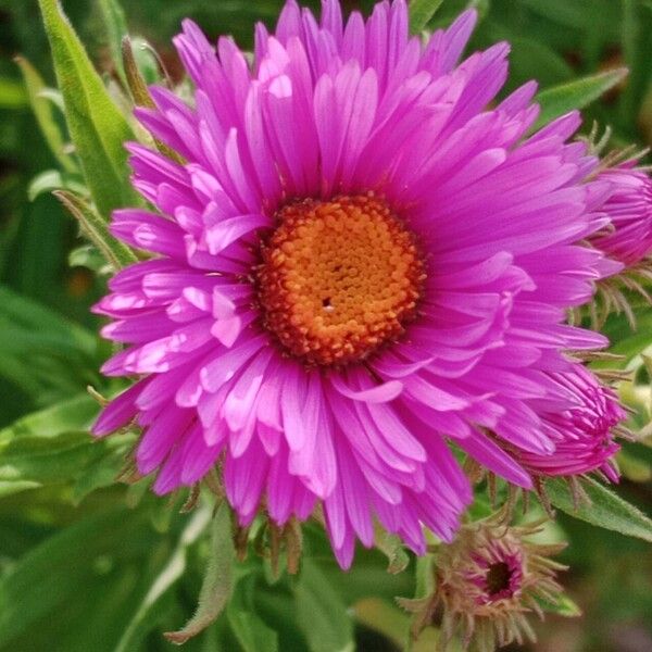 Symphyotrichum novae-angliae Kvet