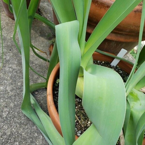 Crinum bulbispermum 葉