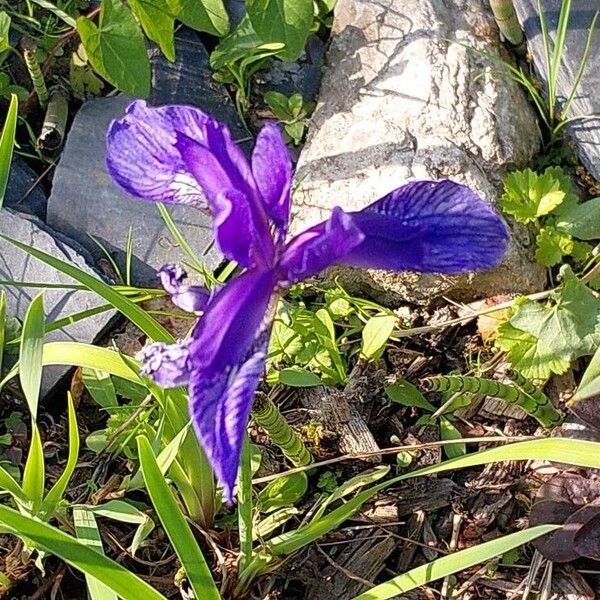 Iris ruthenica Blomst