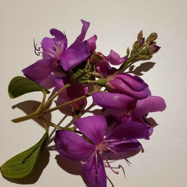 Pleroma granulosum फूल