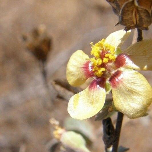 Abutilon incanum Flor