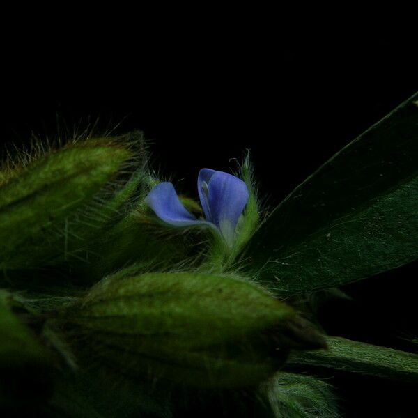 Crotalaria sessiliflora Hábito