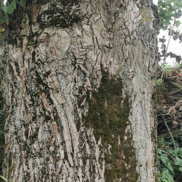 Populus nigra Escorça