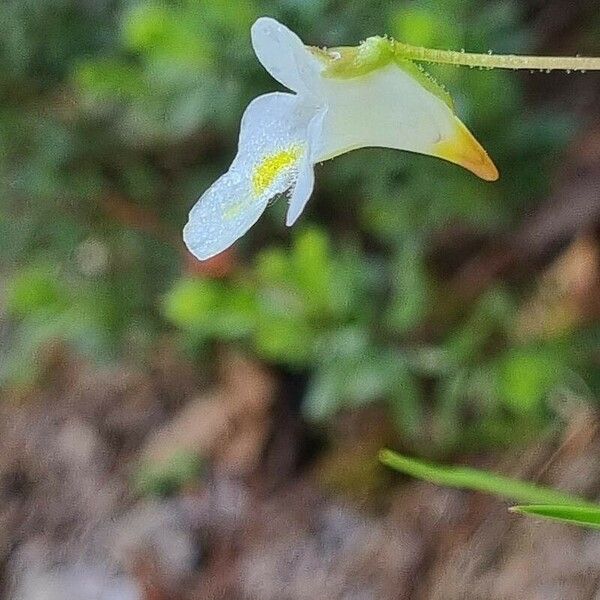 Pinguicula alpina Flor