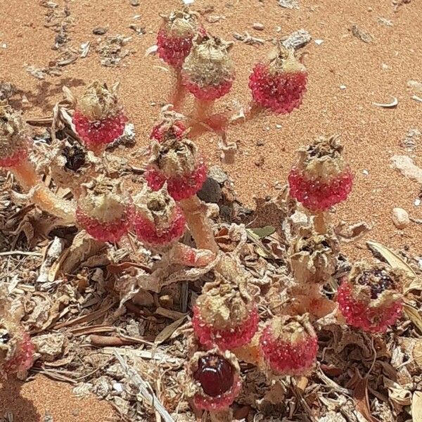 Mesembryanthemum crystallinum Fruit