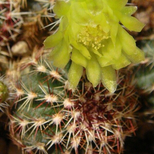 Echinocereus viridiflorus Flor