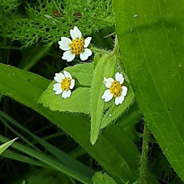 Galinsoga quadriradiata Flower