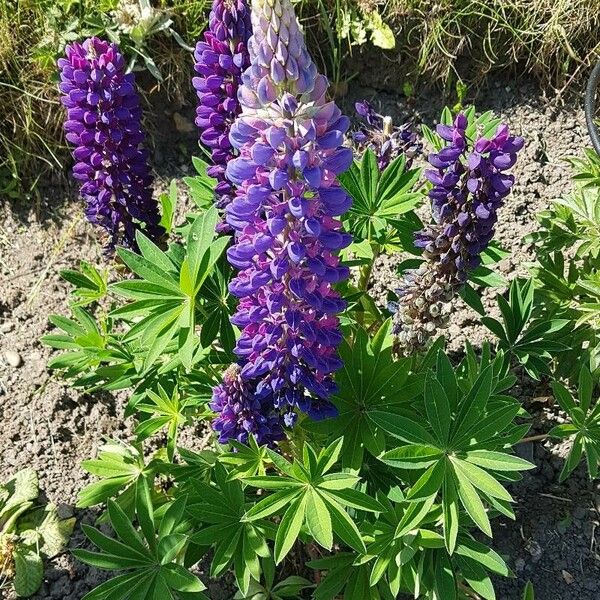 Lupinus polyphyllus Кветка