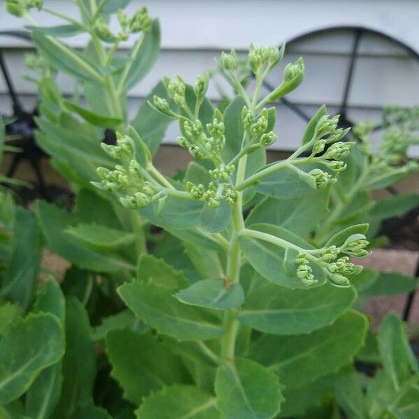 Pluchea indica Flors