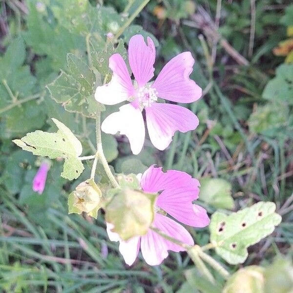 Malva thuringiaca Flower