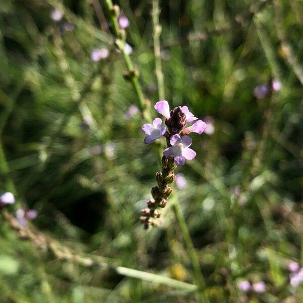 Verbena officinalis 花