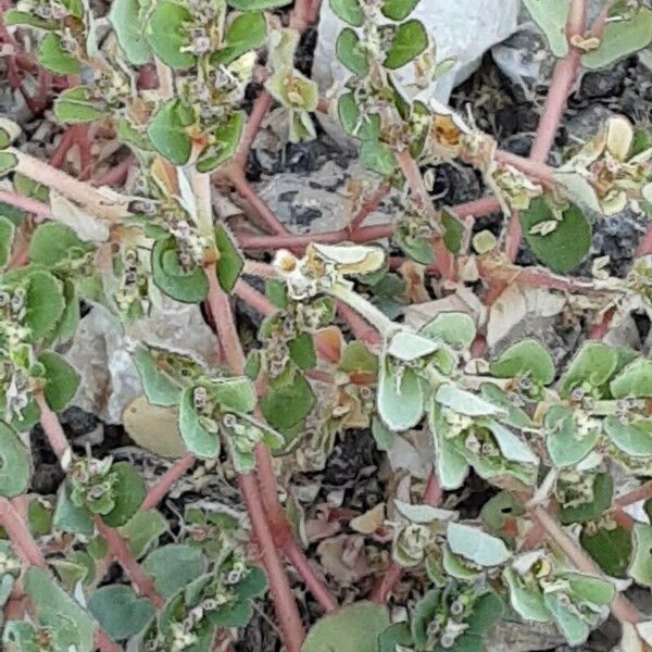 Euphorbia prostrata Bark