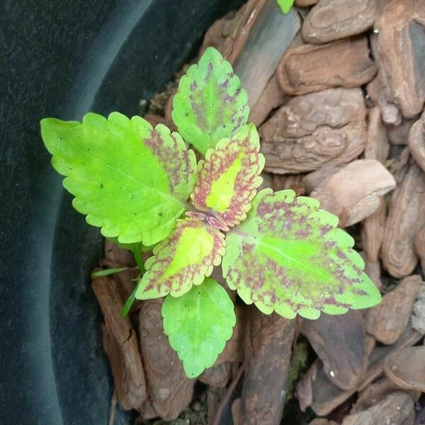 Coleus decurrens Blatt